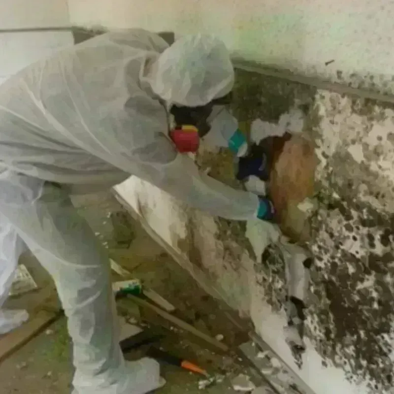 Mold Remediation and Removal in West Baton Rouge Parish, LA